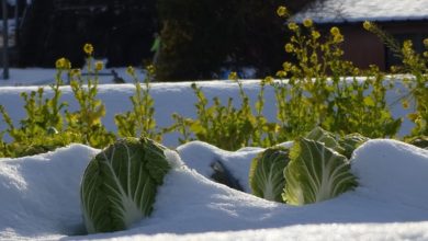 Piante e gelo: come rimediare ai danni del freddo eccessivo