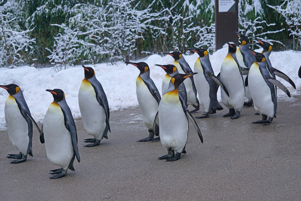 I pinguini reali dell'Antartide devono trovare una nuova casa