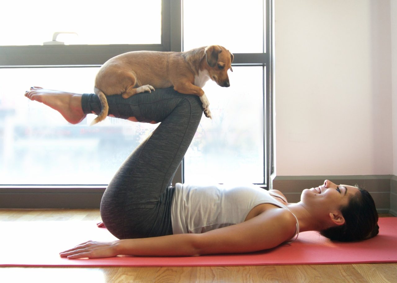 Doga: fare yoga insieme al proprio cane. Quali sono i benefici
