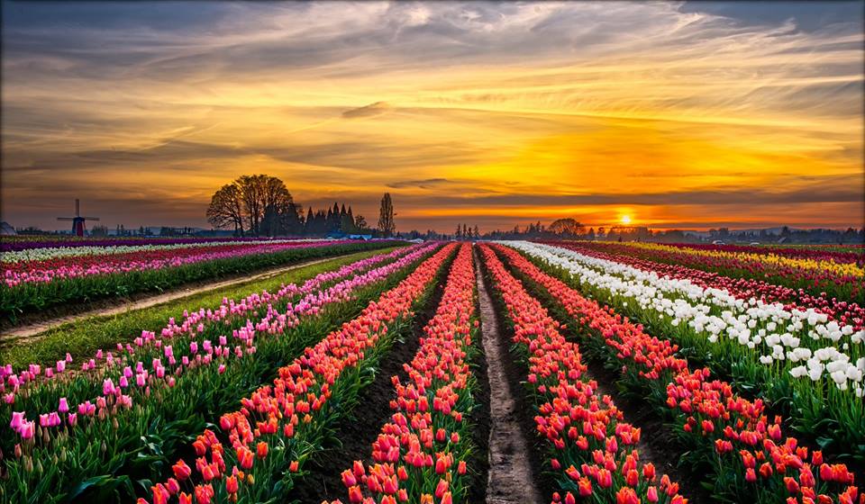 Tulipark: arriva in Italia il giardino dei tulipani in stile olandese