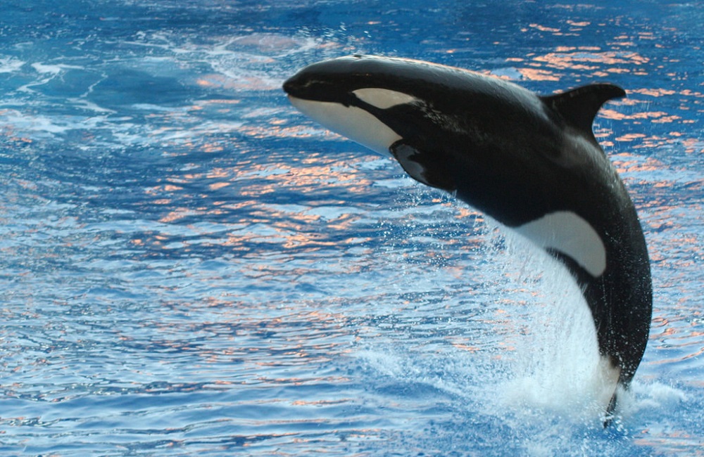 Orca in cattività da 47 anni, potrebbe essere liberata dai nativi americani