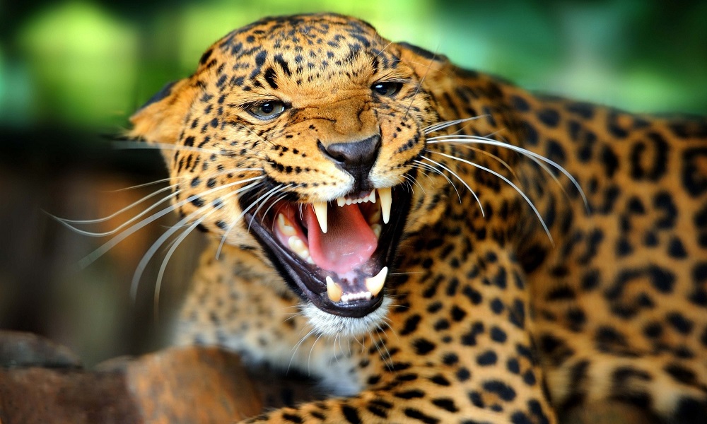 India, grazie ai leopardi diminuiscono i casi di rabbia