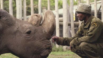 Addio a Sudan, l'ultimo rinoceronte bianco maschio