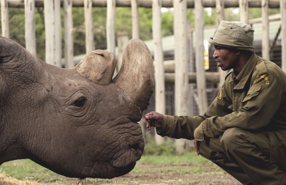 Addio a Sudan, l'ultimo rinoceronte bianco maschio