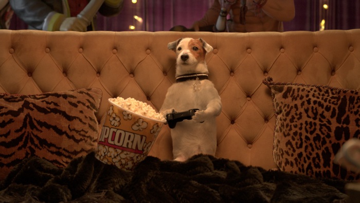 Cinebau: da adesso si può andare al cinema insieme al proprio cane