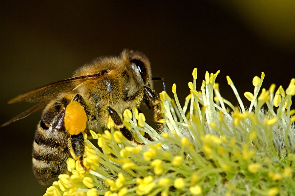 Nasce il Bee Hotel, il primo albergo per ospitare le api in città