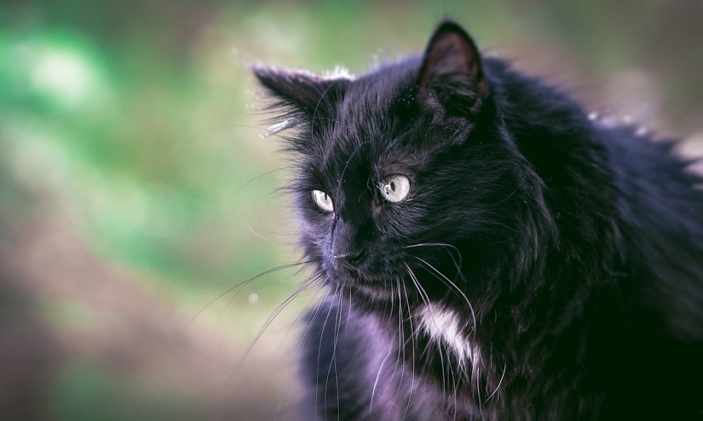 Gatti neri, più adozioni grazie al film Black Panther