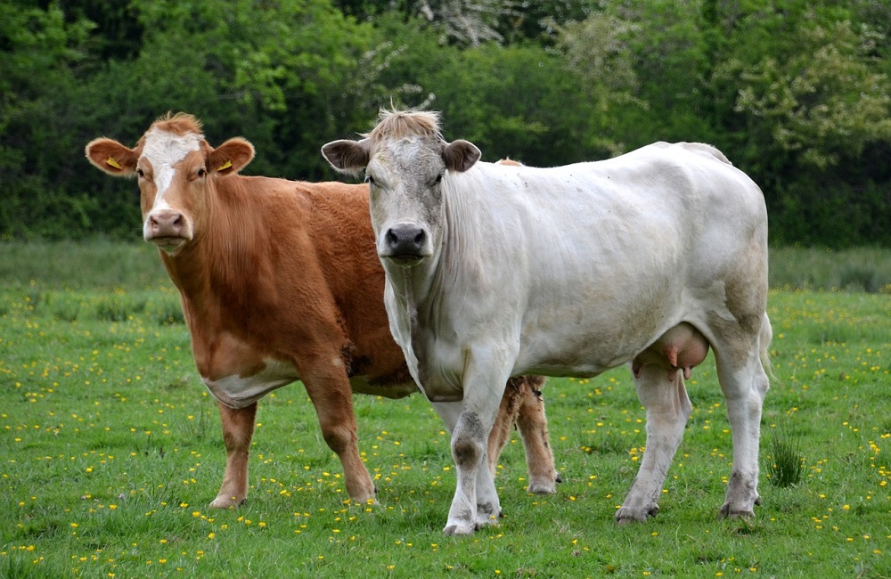 USA, mucche e cavalli gli animali più letali per l'uomo