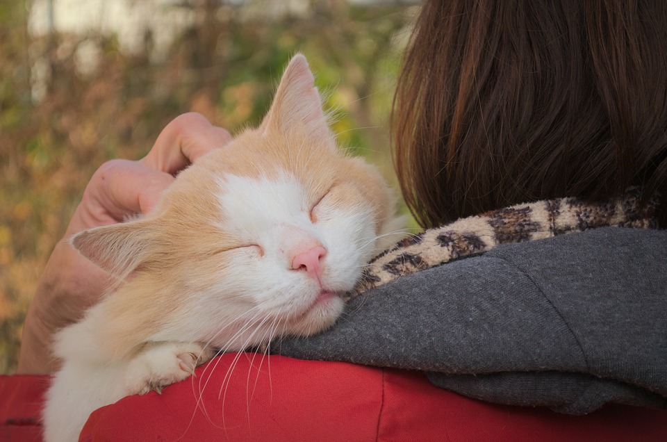 I gatti non sono egoisti e asociali: lo conferma uno studio