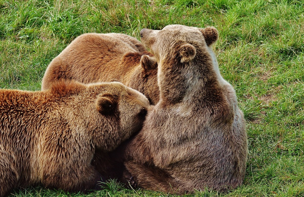 Orsi in Trentino, allarme del Wwf: troppi cani liberi nei boschi