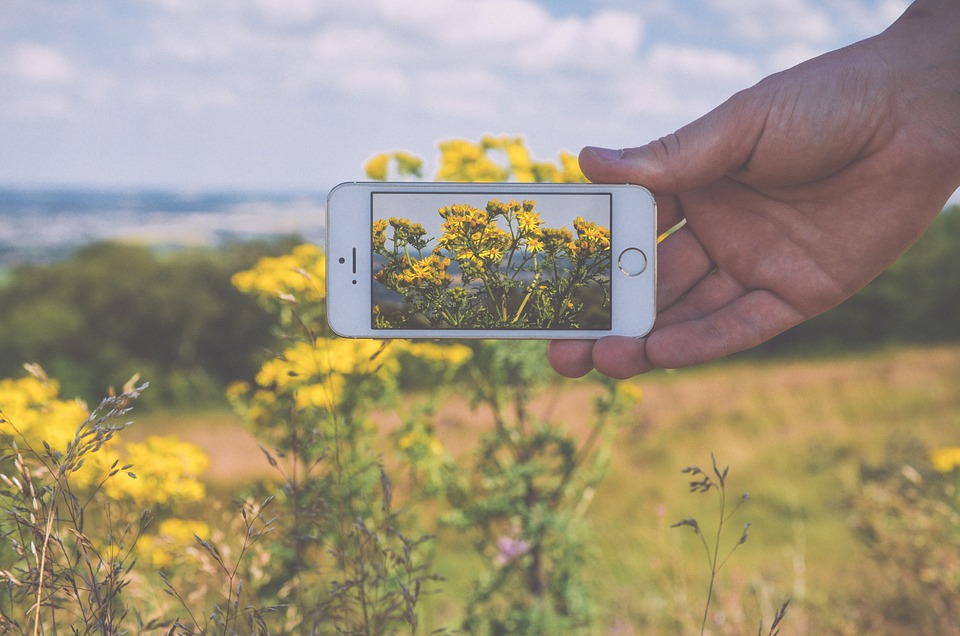 PlantNet: arriva l'app che riconosce i nomi di piante e fiori