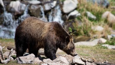 USA, potrebbe riaprire la caccia all'orso grizzly