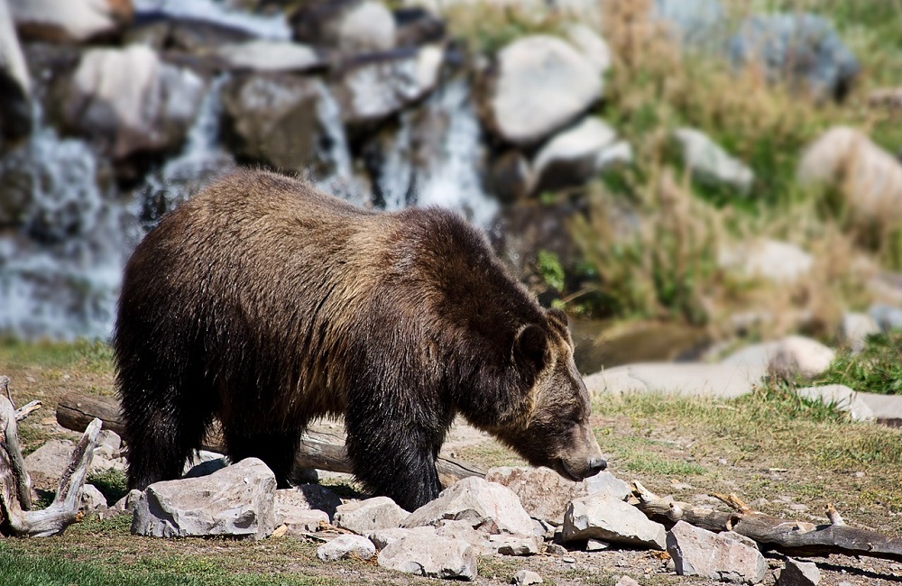 USA, potrebbe riaprire la caccia all'orso grizzly