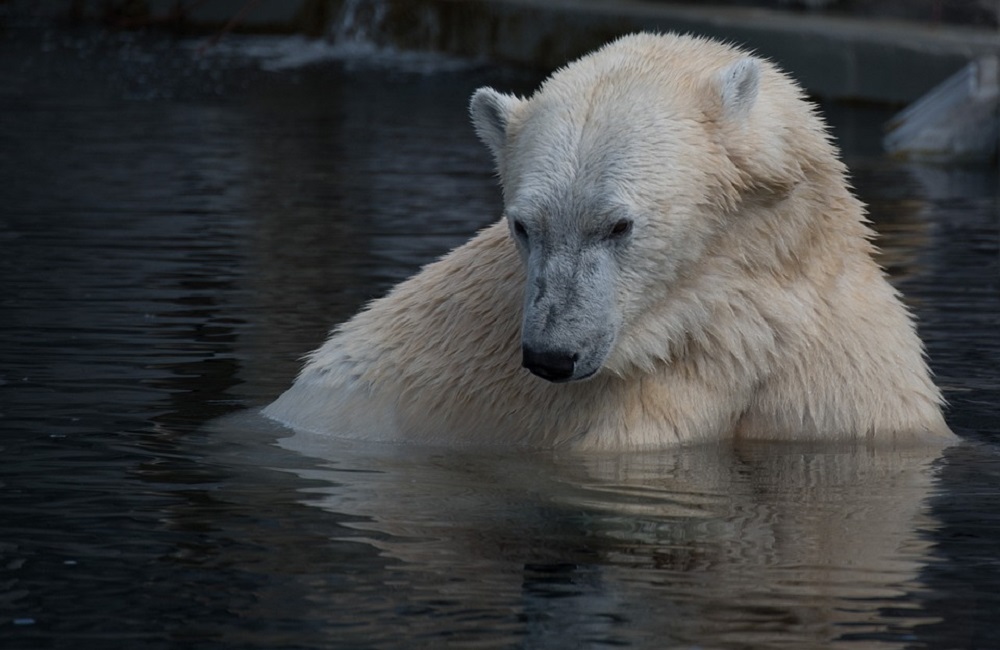 Yupik, l'orso polare obbligato a vivere al caldo