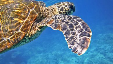 Due nuove aree marine protette alle Seychelles grazie al sostegno di DiCaprio