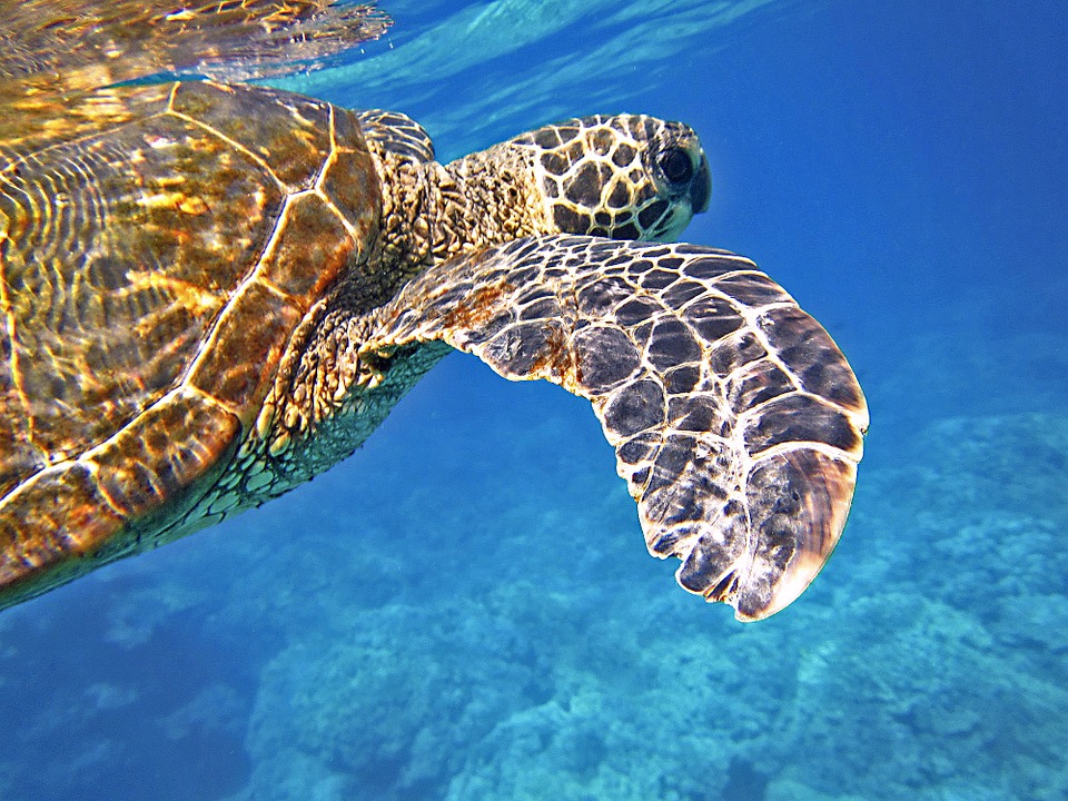 Due nuove aree marine protette alle Seychelles grazie al sostegno di DiCaprio