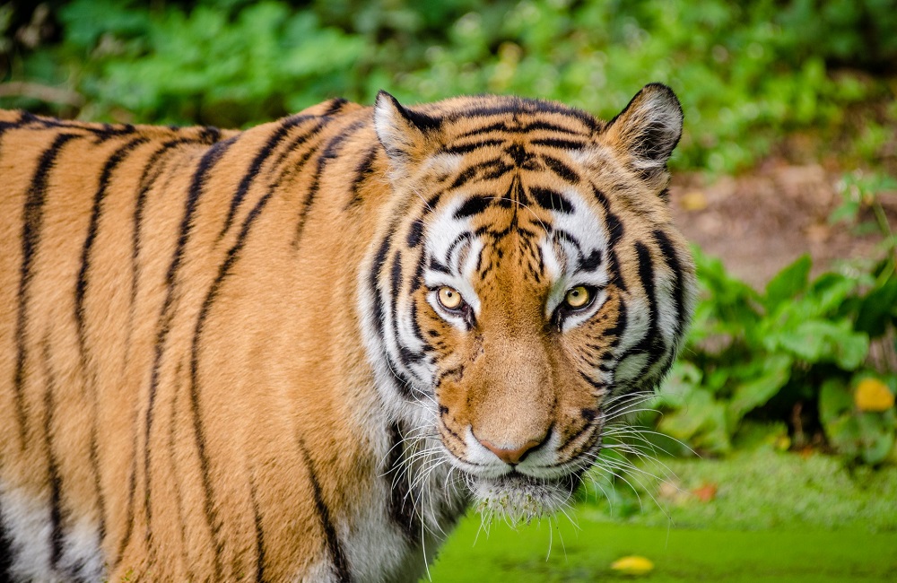 Giornata mondiale della fauna selvatica: i grandi felini rischiano l'estinzione