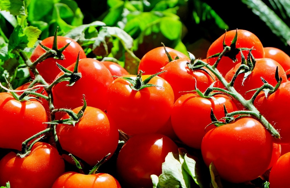 Ecco il pomodoro di bronzo made in Italy, utile contro le infiammazioni intestinali