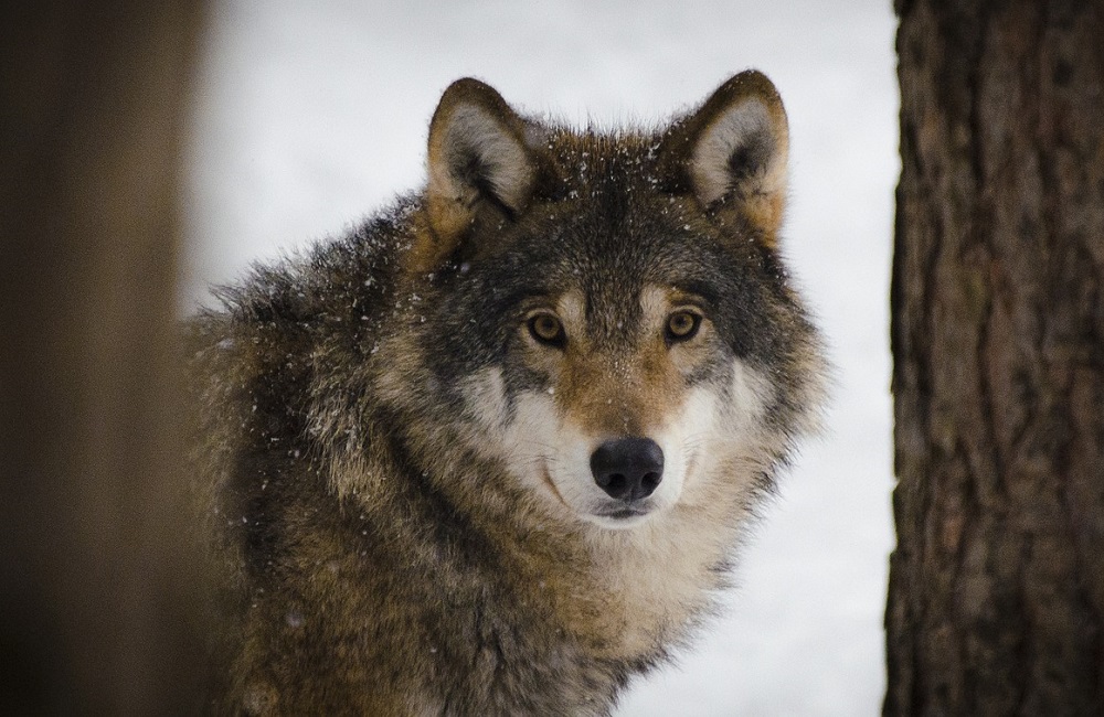 Bolzano vuole riaprire la caccia al lupo, raccolta firme online