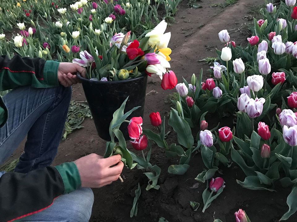 Parco dei tulipani a Roma devastato in due giorni