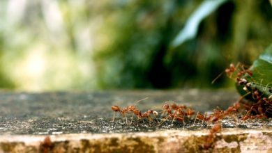 Formiche in casa: quali sono i rimedi naturali per tenerle lontane