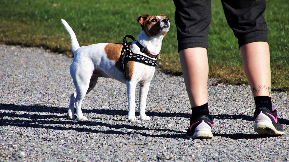 "Amici fedeli", arriva il conto corrente per cani e gatti