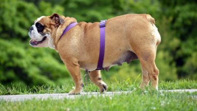 I cani mangiano troppo e corrono poco: è allarme obesità