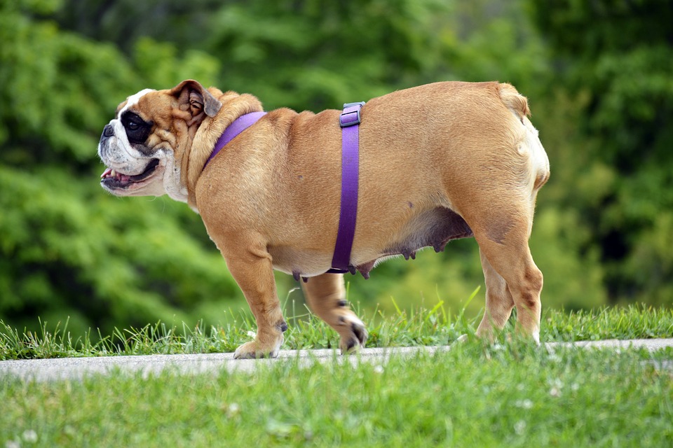 I cani mangiano troppo e corrono poco: è allarme obesità