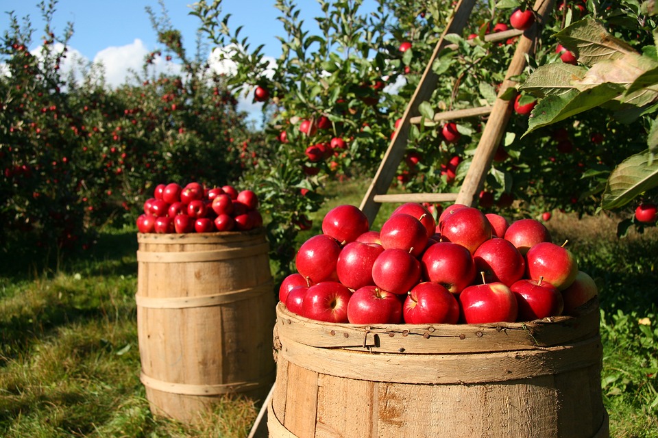 Dopo i tulipani la frutta: nasce il campo per raccoglierla liberamente