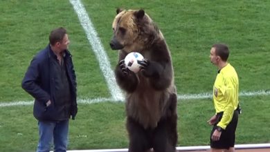 Mondiali in Russia, un orso consegnerà il pallone nel match inaugurale: gli animalisti non ci stanno