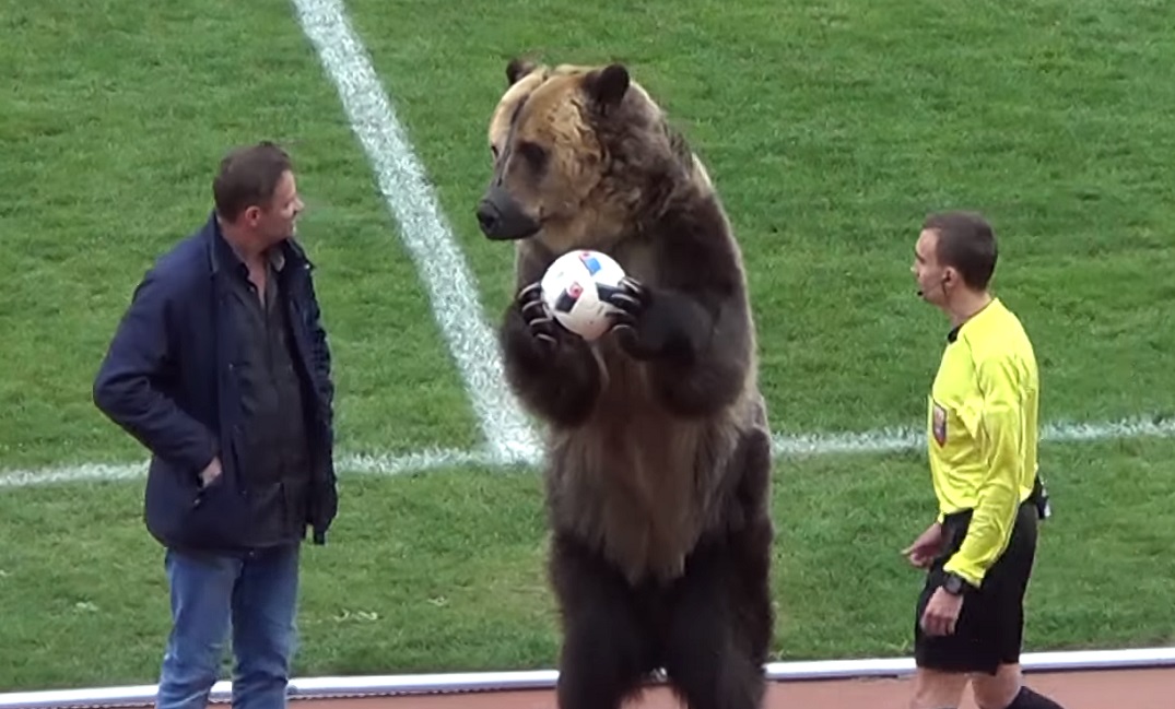 Mondiali in Russia, un orso consegnerà il pallone nel match inaugurale: gli animalisti non ci stanno