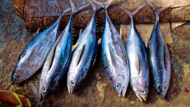 Allarme alimentare in Piemonte: intossicazione da tonno per presenza di istamina