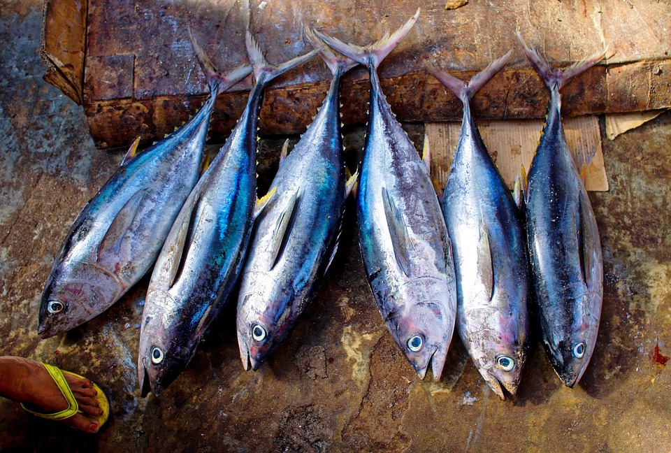 Allarme alimentare in Piemonte: intossicazione da tonno per presenza di istamina