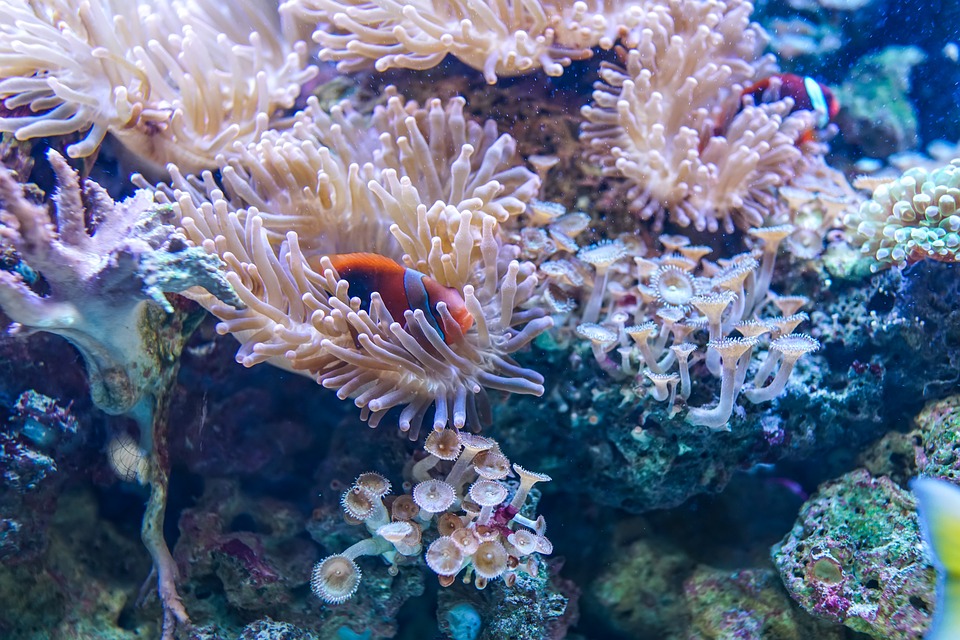 Stress da riscaldamento: la barriera corallina sta morendo