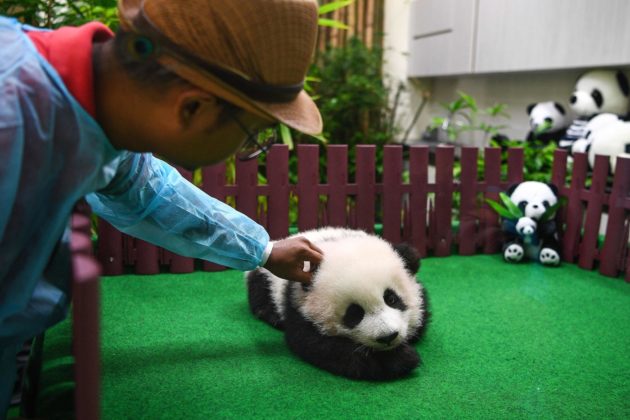 Baby panda di cinque mesi presentata alla stampa in Malesia