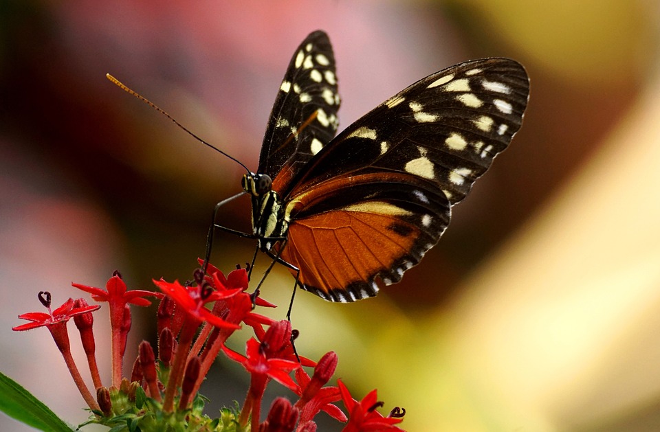 "Adotta una farfalla" per film e matrimoni: come salvarle dall'estinzione