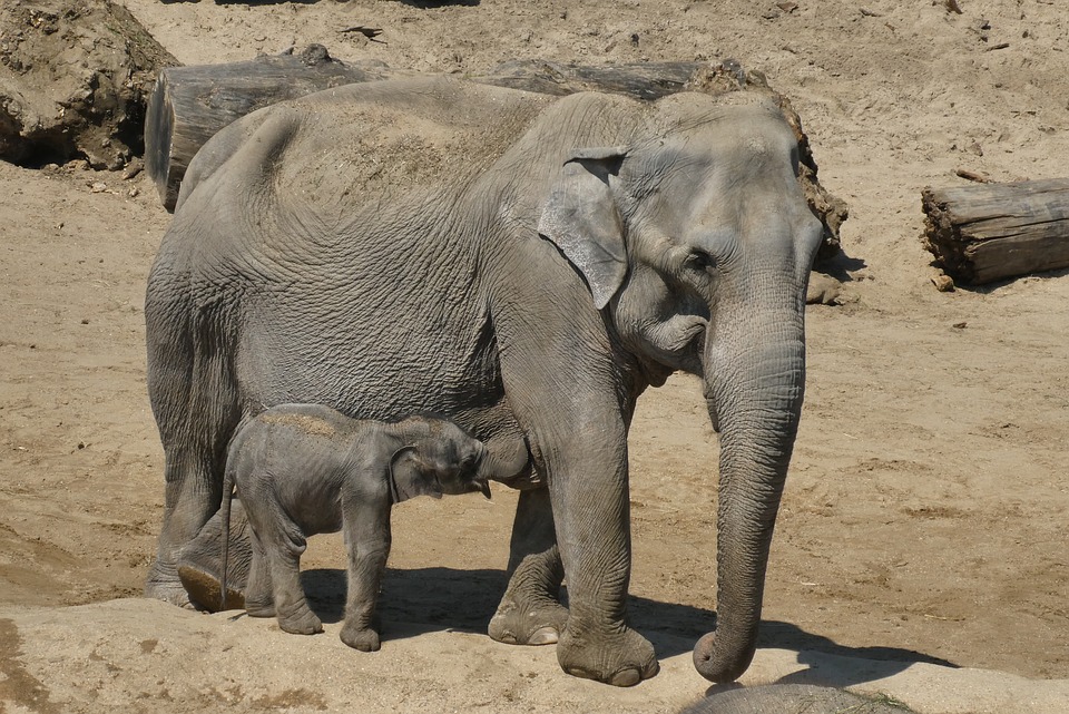 Vietata ogni forma di caccia alla fauna selvatica nel Sudan del Sud