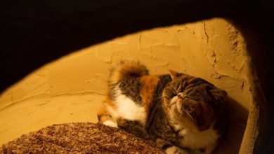 Un mondo a misura di felino: apre a Tokyo la Città dei gatti