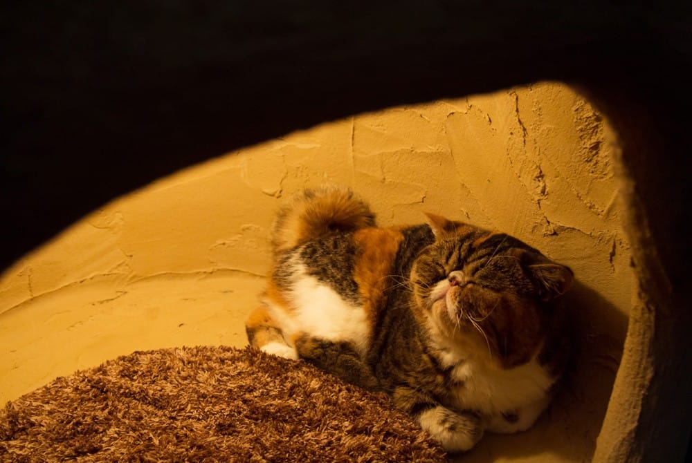 Un mondo a misura di felino: apre a Tokyo la Città dei gatti