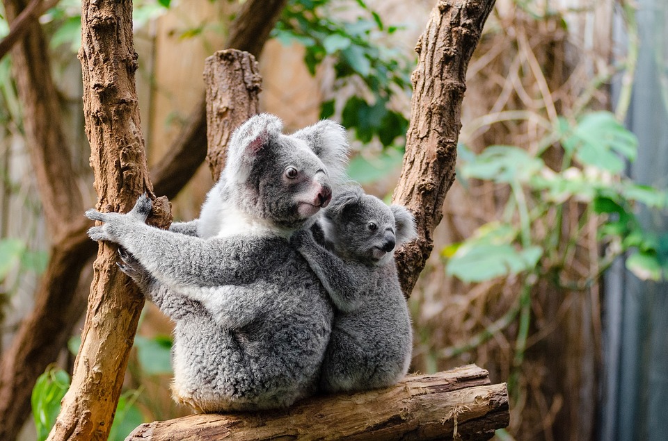 Koala a rischio estinzione: il piano del governo australiano per salvarli