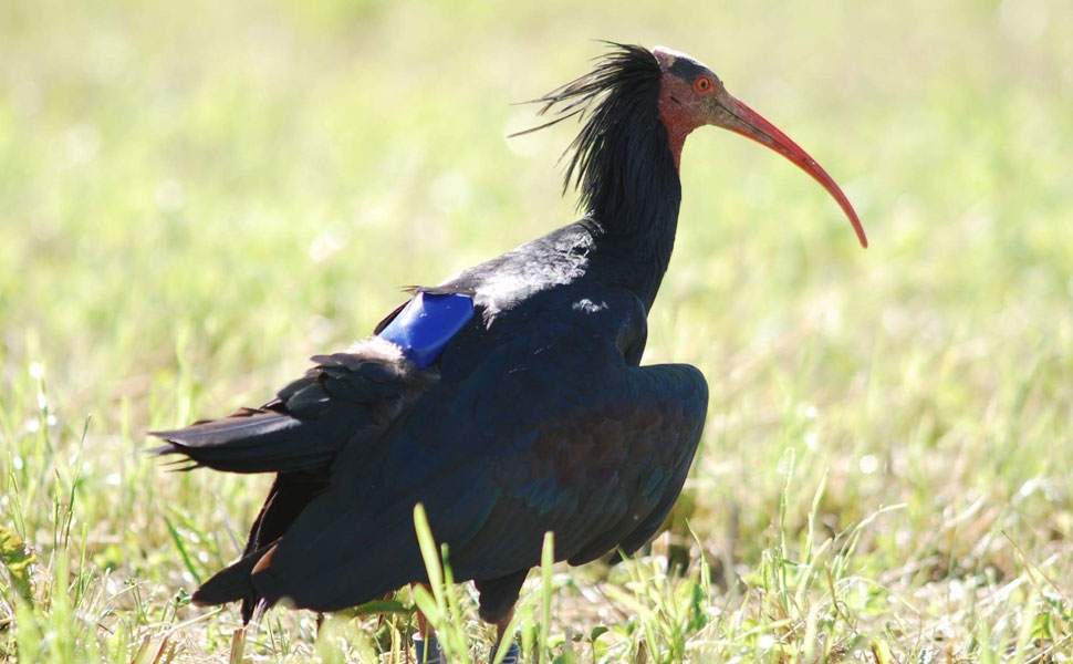 Trovato Ibis eremita considerato estinto dal 1600