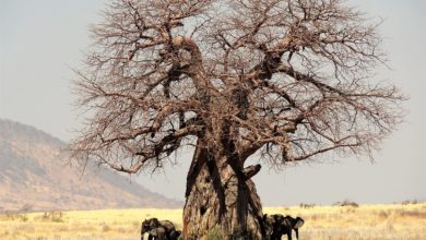 Africa: i cambiamenti climatici stanno uccidendo i baobab