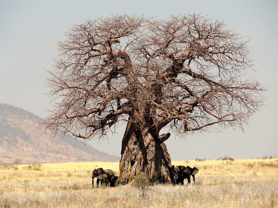Africa: i cambiamenti climatici stanno uccidendo i baobab