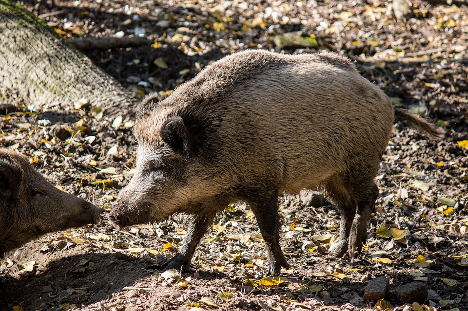 Caccia al cinghiale, in Lombardia è aperta tutto l'anno