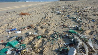 Plastic Radar, il servizio per segnalare i rifiuti in spiaggia con lo smartphone