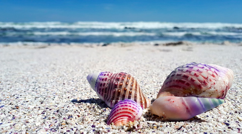 Raccogliere le conchiglie in spiaggia? E' illegale!