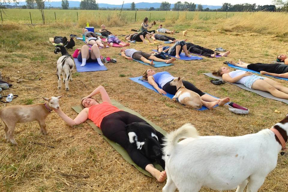 Arriva dall'America il goat yoga: la meditazione insieme alle capre