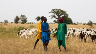 In Africa una Grande Muraglia Verde per salvare l'ambiente