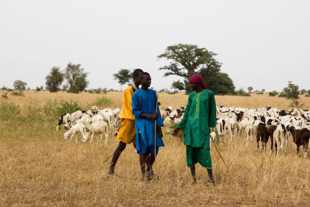 In Africa una Grande Muraglia Verde per salvare l'ambiente