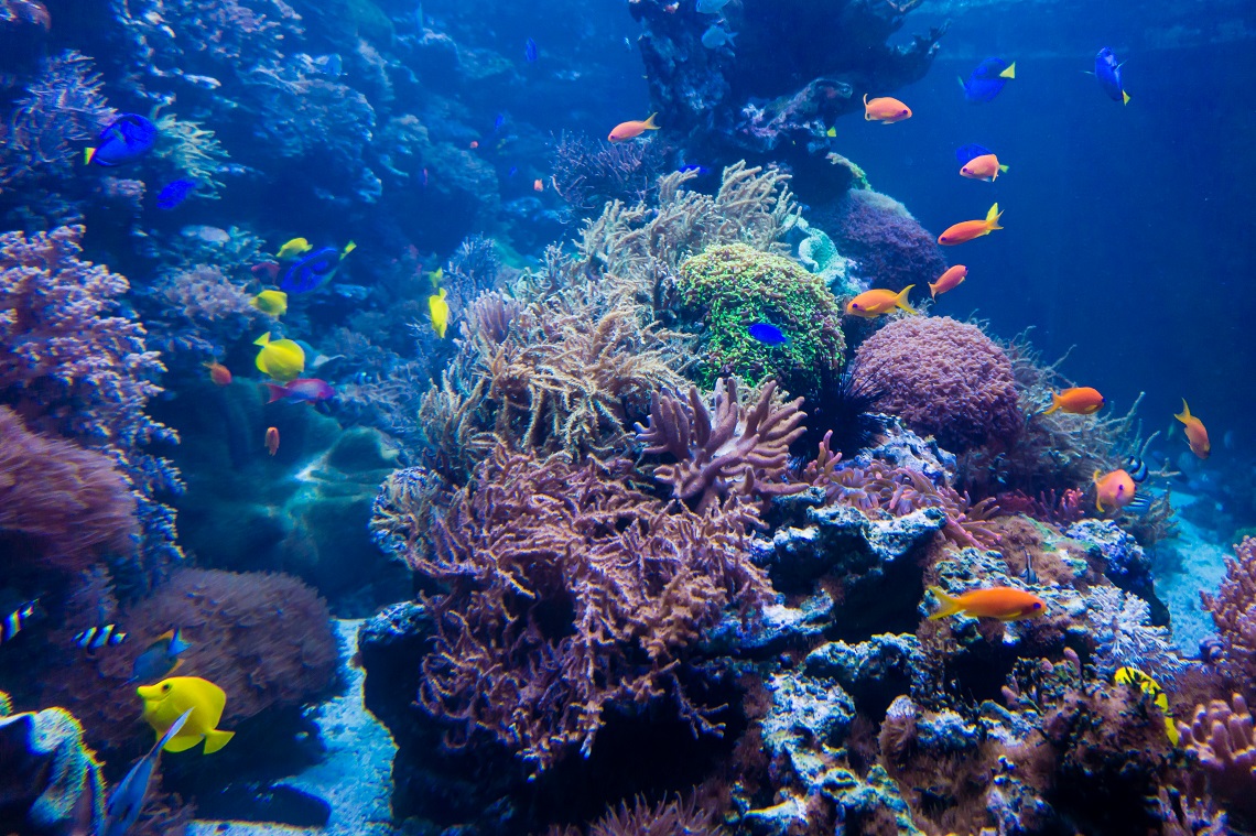 Le foreste marine a rischio estinzione: il piano italiano per salvarle